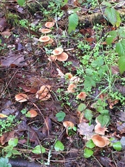 Pholiota velaglutinosa