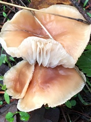 Pholiota velaglutinosa
