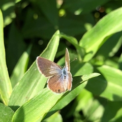 Hemiargus ceraunus astenidas