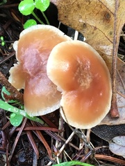 Pholiota velaglutinosa