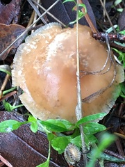 Pholiota velaglutinosa