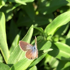 Hemiargus ceraunus astenidas