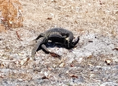 Varanus gouldii