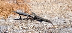 Varanus gouldii