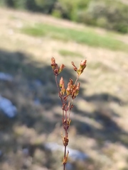 Hypericum linarioides