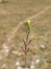 Odontites glutinosus