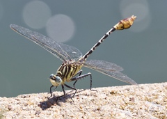 Dromogomphus spoliatus
