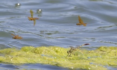 Arigomphus submedianus