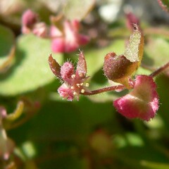Pterostegia drymarioides