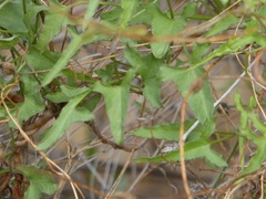 Calystegia macrostegia