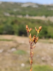 Hypericum linarioides