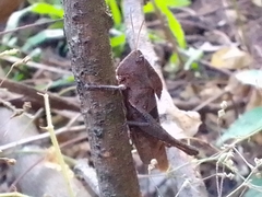 Xyleus discoideus