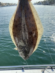 Paralichthys californicus