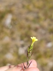 Odontites glutinosus