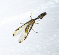 Dicromantispa interrupta