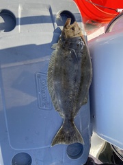 Paralichthys californicus