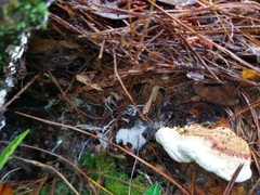 Heterobasidion annosum