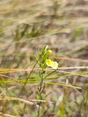 Odontites glutinosus