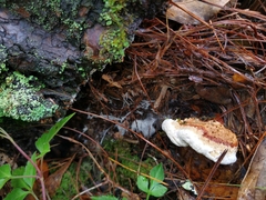 Heterobasidion annosum