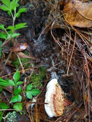 Heterobasidion annosum