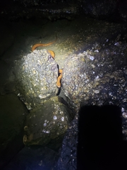 Nerodia clarkii compressicauda