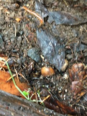 Scolopocryptops gracilis