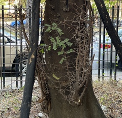 Gleditsia rolfei