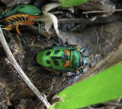 Scutiphora pedicellata