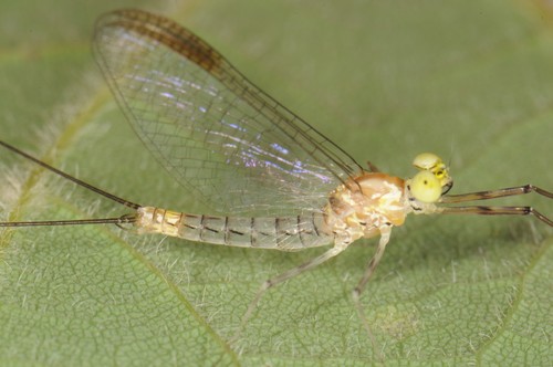 Margined Flat-headed Mayfly