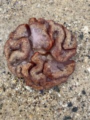 Sycozoa cerebriformis