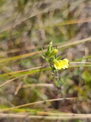 Odontites glutinosus