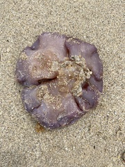 Sycozoa cerebriformis