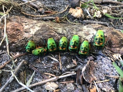 Scutiphora pedicellata