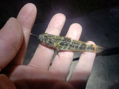 Bathygobius soporator