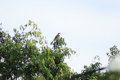 Pitangus sulphuratus