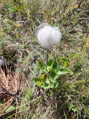 Clematis integrifolia