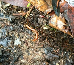 Scolopocryptops gracilis