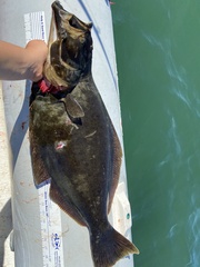 Paralichthys californicus