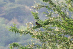 Cassiculus melanicterus