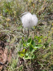 Clematis integrifolia