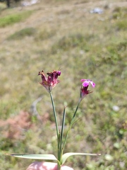 Dianthus capitatus