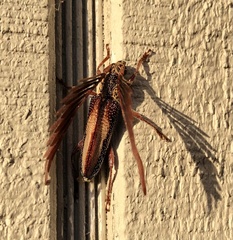 Piesarthrius marginellus