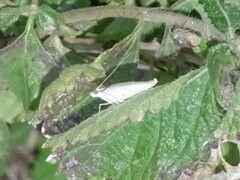 Diaphania costata