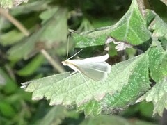 Diaphania costata
