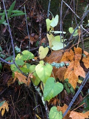 Aristolochia californica