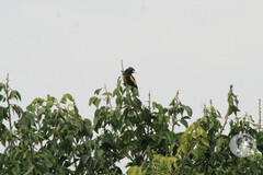 Cassiculus melanicterus