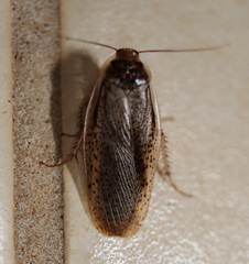 Calolampra mjoebergi