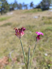 Dianthus capitatus
