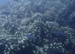 Pterocaesio digramma