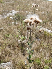 Cirsium arvense vestitum